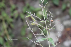 Andrographis affinis